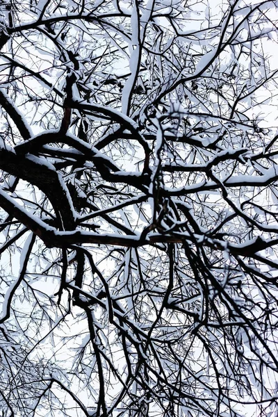 Kışın çıplak dalları — Stok fotoğraf
