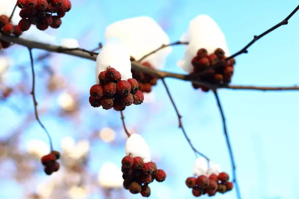 Zweig der Pflanze mit Schnee bedeckt Winter Makro — Stockfoto