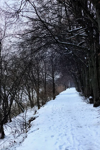 Kuja puisto talvi — kuvapankkivalokuva