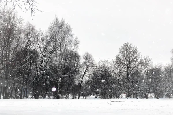 Paysage hiver parc arbres — Photo