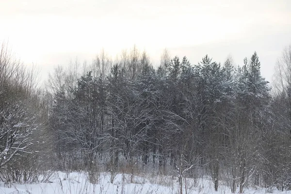 Paisaje invernal cubiertas de nieve. Un parque en el invierno en — Foto de Stock