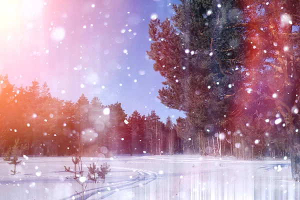 Bosque de invierno en un día soleado. Paisaje en el bosque sobre una nieve — Foto de Stock