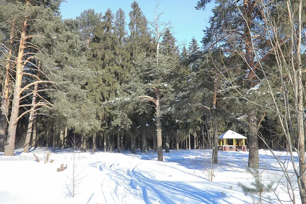 Зимовий ліс вкритий снігом — стокове фото