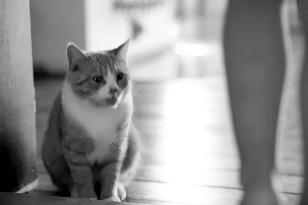 Close-up portret van tedere gember kat. Zachte en pluizig rode kat. Luie kat speelt en ligt aan de oude houten vloer in een kamer in het appartement. Portret van een kat met doordringende ogen heldergroen. — Stockfoto