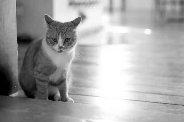 Retrato de close-up de gato de gengibre macio. Gato vermelho macio e fofo. O gato preguiçoso joga e encontra-se no assoalho de madeira velho em um quarto no apartamento. Retrato de um gato com olhos brilhantes de penetração verde . — Fotografia de Stock