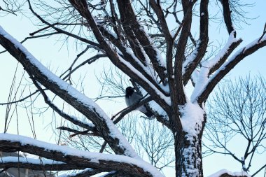 Huş çıplak kış kuş