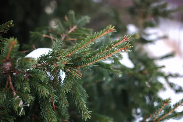 Tree branches in winter — Stock Photo, Image