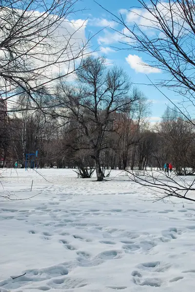 Оттаявшее снежное дерево — стоковое фото