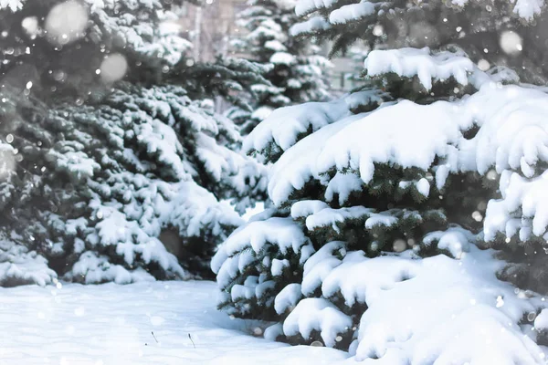Invierno abeto nieve —  Fotos de Stock