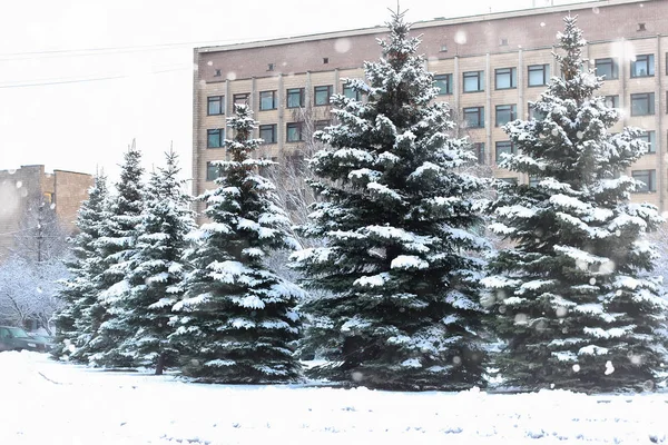 Inverno abeto árvore neve — Fotografia de Stock