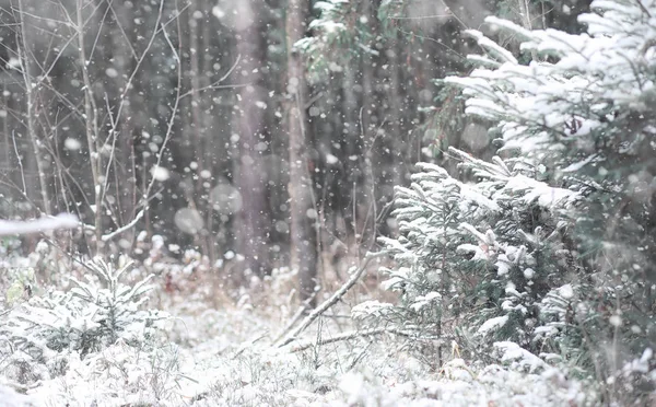 Winter forest. Landscape of winter forest on a sunny day. Snow-c