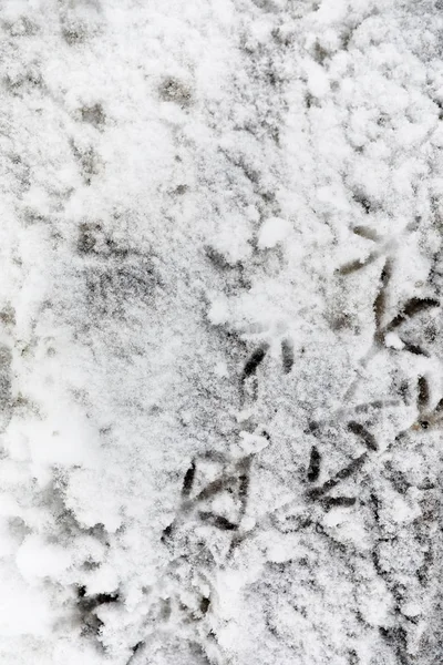 Footprints in the snow. Footprints on the first snow. Imprint of