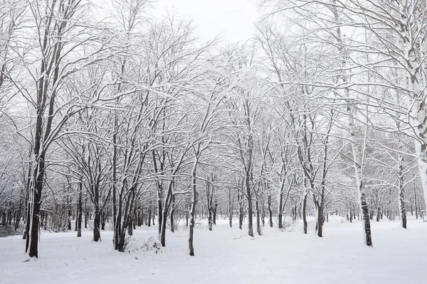 Verschneiter Winterpark und Bänke. Park und Anlegestelle zum Füttern — Stockfoto