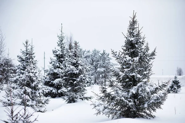 Landschaft im Winter bewölkt — Stockfoto