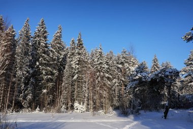 güneşli kış günü bir şiddetli kar fırtınası sonra çam ormanı