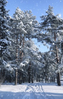 sihirli çam ormanı içinde kar kış sezonu