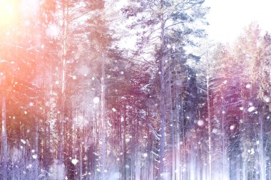 Güneşli bir kış orman. Ormanda bir karlı manzara