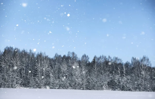 A hó a téli szezonban a mágia fenyves erdő — Stock Fotó