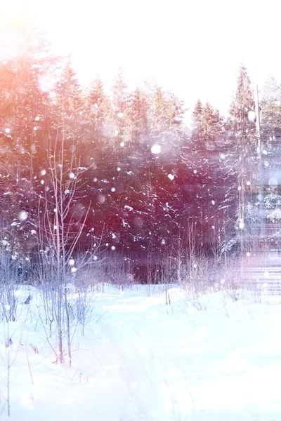 Winter forest op een zonnige dag. In het bos op een besneeuwd landschap — Stockfoto