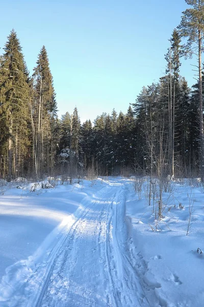 Hóval borított téli erdő — Stock Fotó