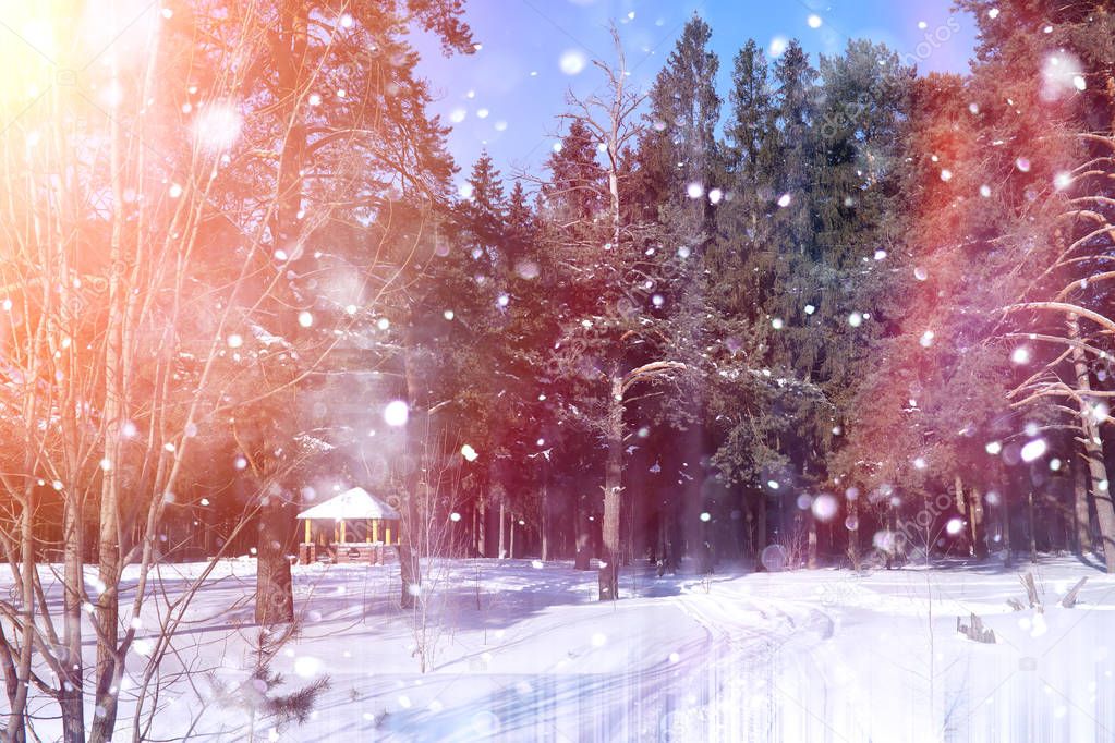 Winter forest on a sunny day. Landscape in the forest on a snowy