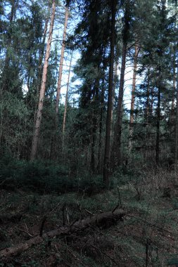 Çam ormanı. Bir ormanın derinliklerinde. Orman yolları ile yolculuk. T