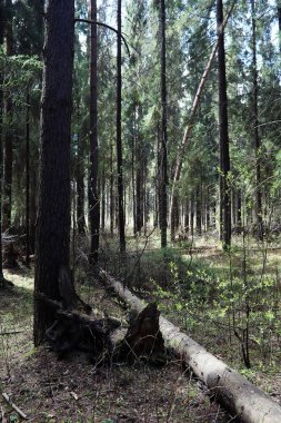 Çam ormanı. Bir ormanın derinliklerinde. Orman yolları ile yolculuk. T