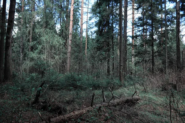 Kiefernwald. Tiefen eines Waldes. Fahrt über Waldwege. Nein. — Stockfoto