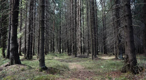 Pine forest. Depths of a forest. Journey through forest paths. T — Stock Photo, Image