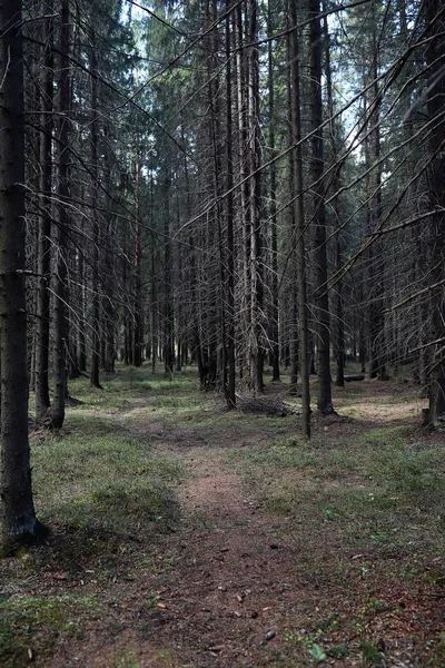 Bosque de pinos. Profundidad de un bosque. Viaje a través de senderos forestales. T — Foto de Stock