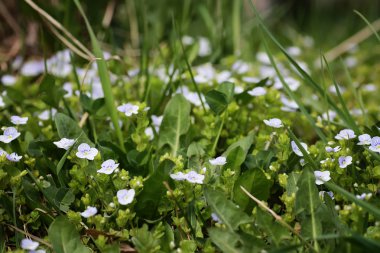 bir alandaki vahşi bahar çiçek