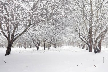 Karla kaplı Kış park ve banklar. Park ve beslenme için pier