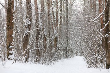 Kış manzara kar expanses kaplı. Kışın bir parkta