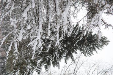 Kış manzara kar expanses kaplı. Kışın bir parkta