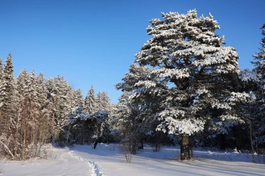 güneşli kış günü bir şiddetli kar fırtınası sonra çam ormanı