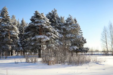güneşli kış günü bir şiddetli kar fırtınası sonra çam ormanı