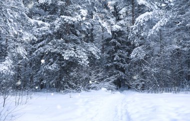 sihirli çam ormanı içinde kar kış sezonu