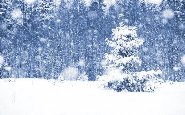 Landschap in de winterdag — Stockfoto