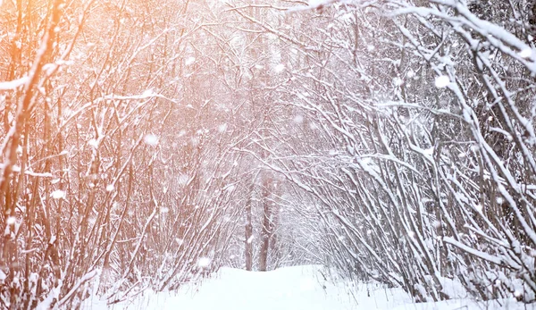 Vinter landskap snötäckta vidder. En park i vintern i — Stockfoto