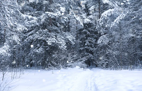 sihirli çam ormanı içinde kar kış sezonu