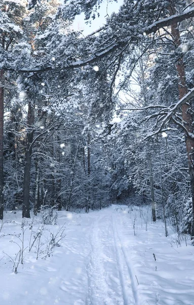 Sihirli çam ormanı içinde kar kış sezonu — Stok fotoğraf
