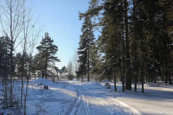 Kış ormanı karla kaplı — Stok fotoğraf
