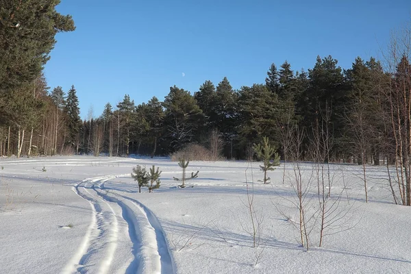 Floresta de inverno coberta de neve — Fotografia de Stock