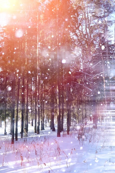 Vinter skog på en solig dag. Liggande i skogen på en snöig — Stockfoto