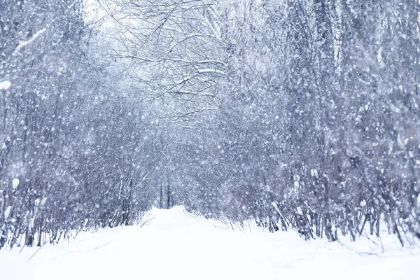 Zimowy śnieżny dzień w pięknym lesie — Zdjęcie stockowe