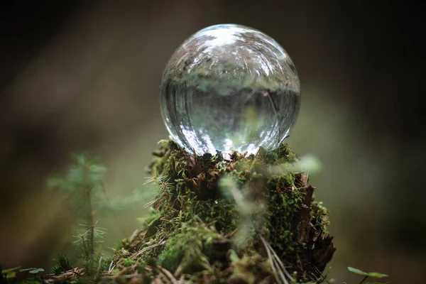 Bola de cristal. Um acessório mágico na floresta no toco. Rit. — Fotografia de Stock