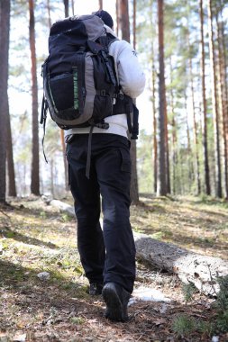 Bir turist bir çam ormanı ile bir sırt çantası içinde bir adamdır. A tr hiking