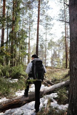 Bir turist bir çam ormanı ile bir sırt çantası içinde bir adamdır. A tr hiking