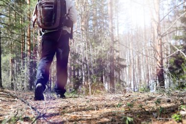 Bir turist bir çam ormanı ile bir sırt çantası içinde bir adamdır. A tr hiking