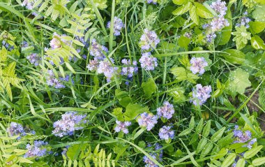 Yatay yaz mevsimindeyiz. Yeşil ağaç ve otların arasında kırsal arazi